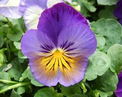 primo piano di viole del pensiero del fiore blu e giallo del fiore variopinto della viole del pensiero foto