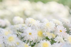 fiori di crisantemo bianco, crisantemo in giardino. fiore sfocato per sfondo, piante colorate foto