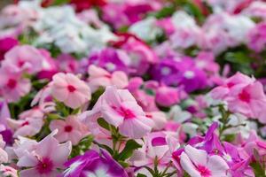 vinca rosea fiori sbocciano nel giardino, fogliame varietà di fiori di colori, fuoco selettivo foto