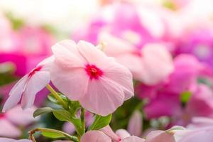 vinca rosea fiori sbocciano nel giardino, fogliame varietà di fiori di colori, fuoco selettivo foto