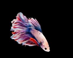 pesce betta multicolore, pesce combattente siamese su sfondo nero foto