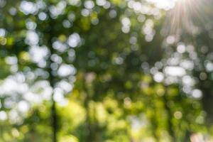 foglie verdi sfocate nella foresta con raggio di sole, sfondo bokeh astratto. foto