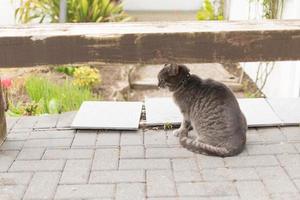 il gatto si nasconde sotto l'ansa del legno. cercando di giocare. foto