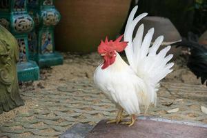 maschi bianchi bantam in piedi nel giardino foto