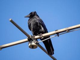 uccello nero sull'antenna al sole foto