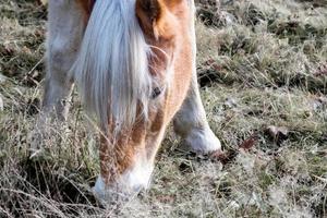 primo piano di un cavallo marrone foto