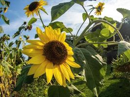 un primo piano di un girasole giallo coltivato in giardino foto