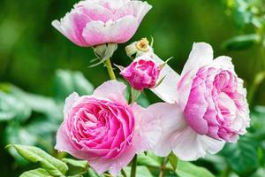 rosa in giardino al sole foto