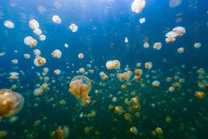 lago di meduse