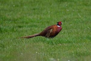 Fagiano ringnecked phasianus colchicus vicino a Orlock Point Irlanda del Nord Regno Unito foto