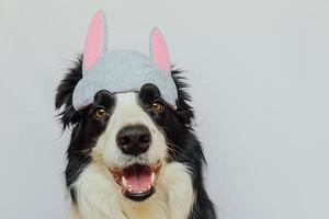 concetto di buona pasqua. preparazione per le vacanze. simpatico cucciolo di cane border collie che indossa orecchie da coniglio pasquale isolate su sfondo bianco. biglietto di auguri di primavera. foto