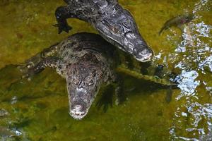 crocodilus in acqua, caiman crocodilus coccodrilli di piccole dimensioni, concetto di conservazione degli animali e protezione degli ecosistemi. foto