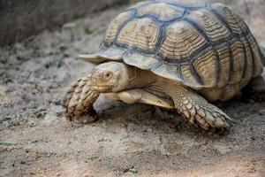 geochelone sulcata , tartaruga sulcata, tartaruga africana spronata che cammina per terra e guarda la fotocamera, concetto di conservazione degli animali e protezione degli ecosistemi. foto