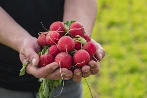 primo piano di ravanello rosso sui campi primaverili foto