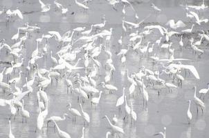 uno stormo di garzette bianche che si nutre di fonti d'acqua naturali. foto