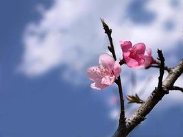 fiori di ciliegio rosa fiori sotto il cielo blu brillante con spazio di copia foto