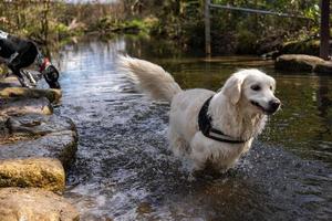 golden retriever nella corsa del fiume foto