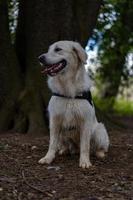 golden retriever seduto vicino all'albero foto