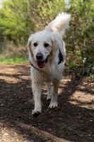 golden retriever che cammina sul sentiero rurale foto