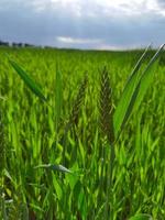 campo di grano verde fresco durante il giorno d'estate. foto