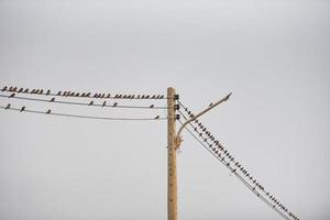 uccelli sul filo, uccellini su un cavo foto