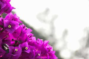 fiore di bouganville al mattino con sfondo sfocato foto