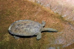 fuengirola, Spagna, 2016. tartaruga che nuota al bioparco foto