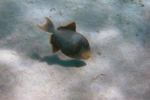 fondale marino di pesce balestra giallo foto