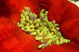 primo piano anemone rosso foto