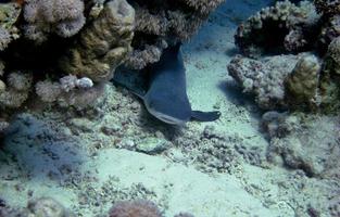 sguardi di squali del reef foto