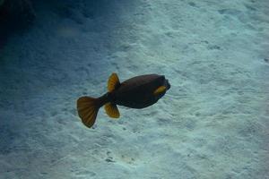 pesce scatola giallo-marrone sul fondo del mare foto