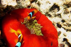 anemone rosso nel Mar Rosso foto