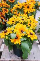 Susans gialli dagli occhi neri, rudbeckia hirta, che fiorisce in un giardino estivo foto