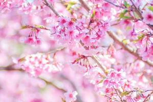 fiore di ciliegio rosa foto