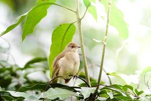 un bulbul da giardino appollaiato su un ramo foto