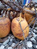 foto di alcune noci di cocco