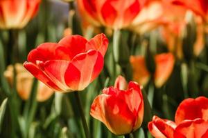 mix di tulipani colorati rossi e gialli foto