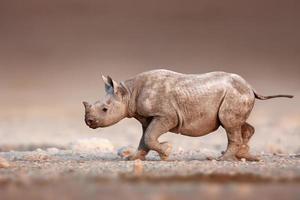 rinoceronte nero bambino in esecuzione foto