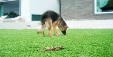 cacca di cane nell'erba foto