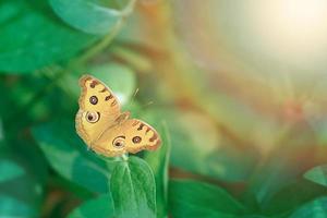 bella farfalla gialla ad ala aperta su sfondo verde foto