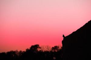 sagoma di merlo comune contro un tramonto rosa foto