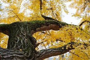 albero di ginkgo biloba giallo foto