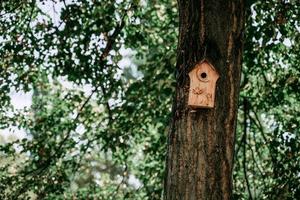 casa degli uccelli su un albero foto