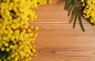 pianta di mimosa in fiore con fiori gialli su fondo di legno foto