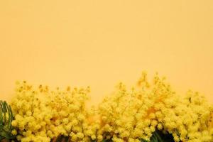 pianta di mimosa in fiore con fiori gialli sul fondo di carta gialla sullo sfondo foto