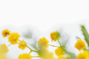 fioritura di piante di mimosa fiori gialli e foglie verdi da vicino macro su sfondo bianco isolato foto