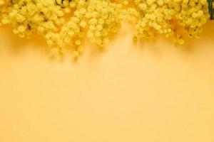 pianta di mimosa in fiore con fiori gialli su sfondo di carta gialla foto