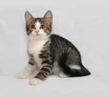 gattino a strisce e bianco che si siede sul gray foto