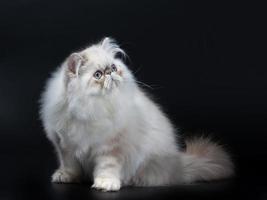 Gatto persiano foto