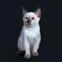 piccolo gattino tailandese che si siede su grigio scuro